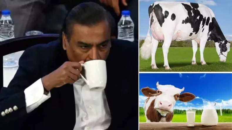 अंबानी परिवार पीते इस गाय का दूध, बेहद दूधिया है ये Cow, 1 L की कीमत जानकर उड़ जाएंगे होश